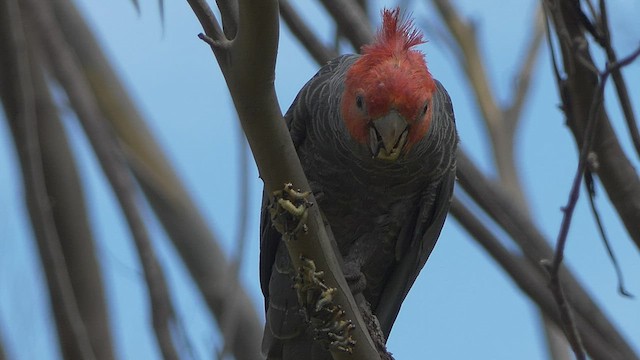 Gang-gang Cockatoo - ML414466621