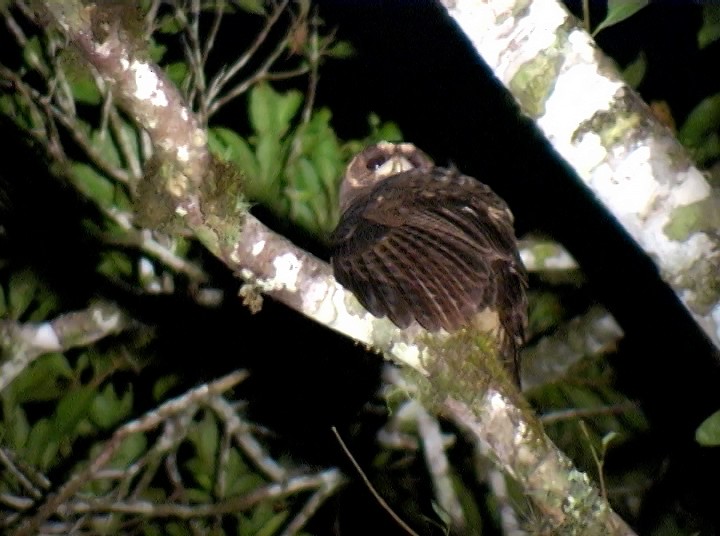 Mottled Owl (Atlantic Forest) - ML414466811