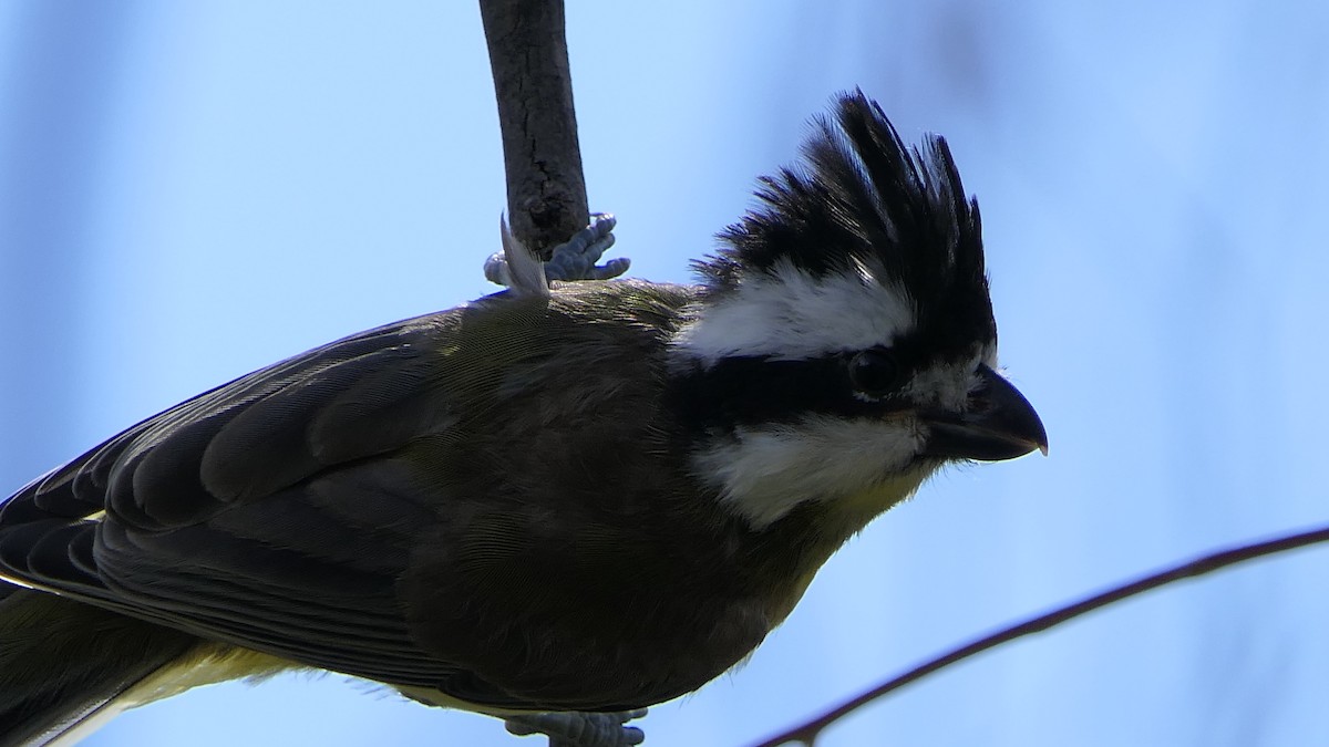 Eastern Shrike-tit - ML414466911