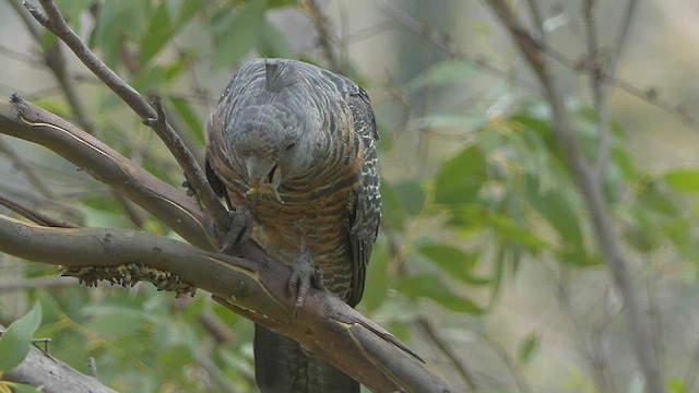 Gang-gang Cockatoo - ML414467761