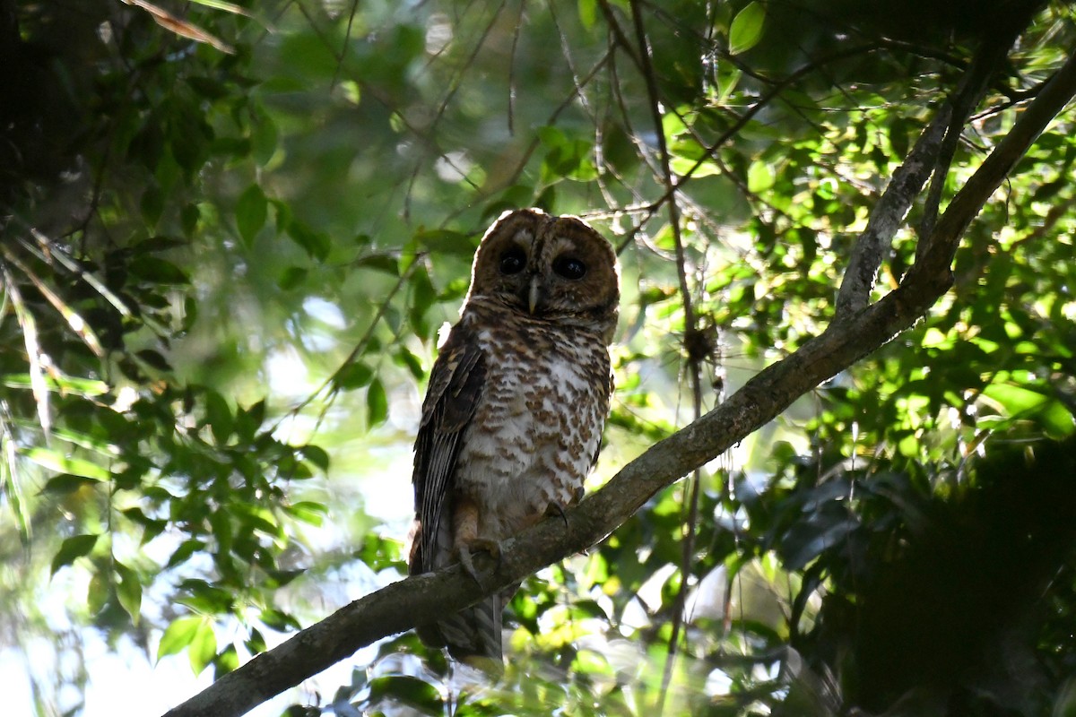 Rusty-barred Owl - Brian Henderson