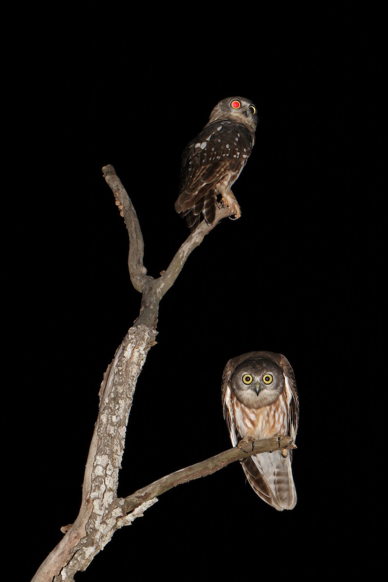 Barking Owl - ML414469621