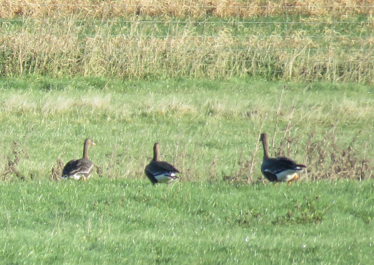 Greater White-fronted Goose (Eurasian) - ML414470211