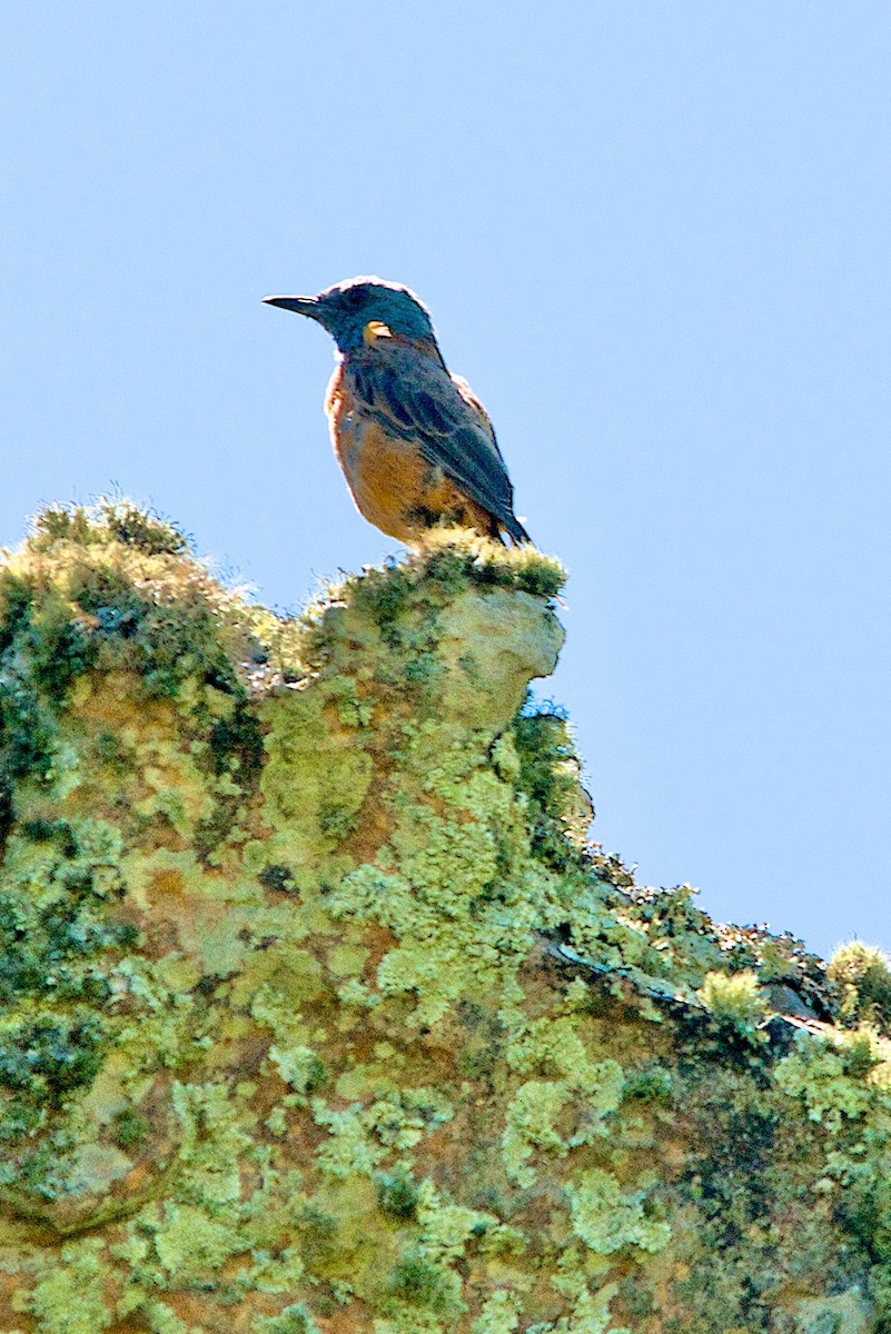 Cape Rock-Thrush - ML414471051