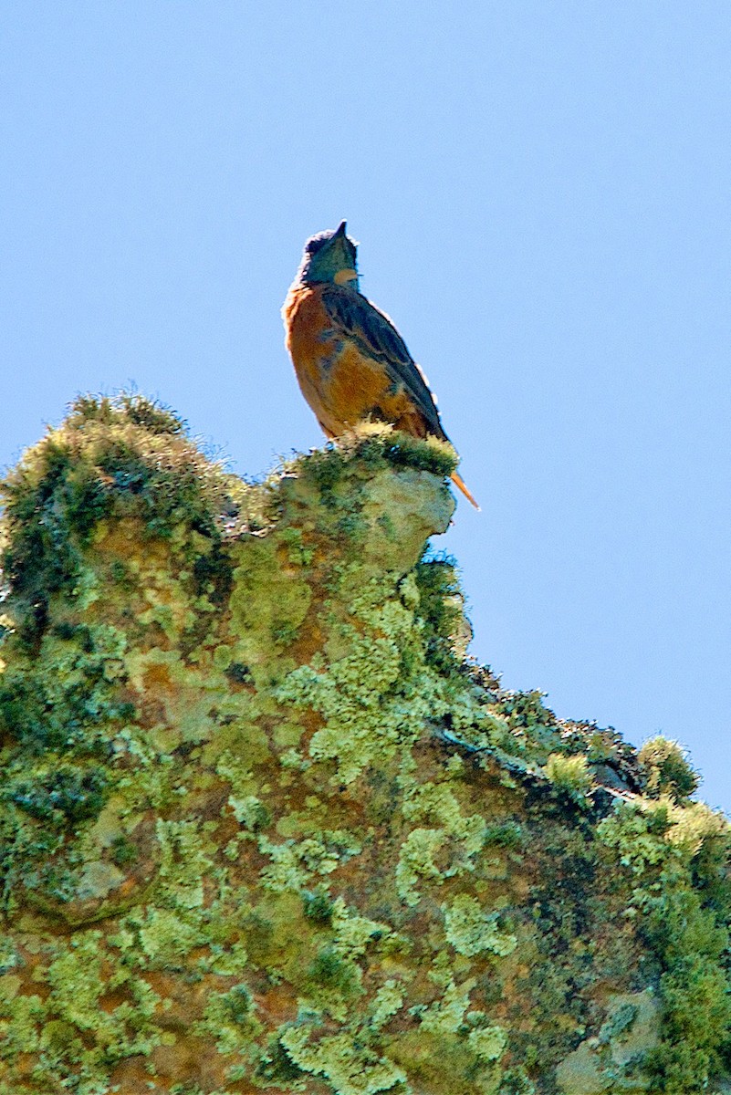 Cape Rock-Thrush - ML414471061