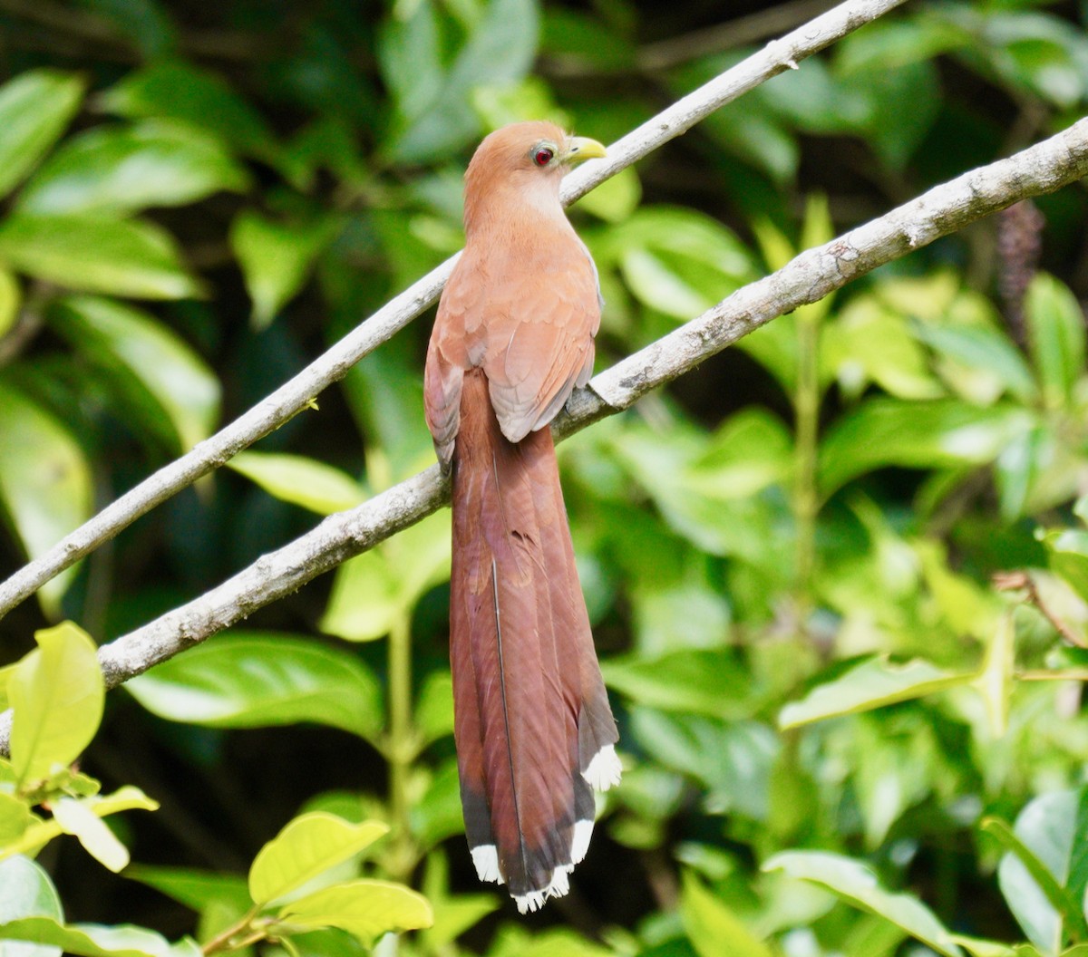 Squirrel Cuckoo (Middle America) - ML414472281