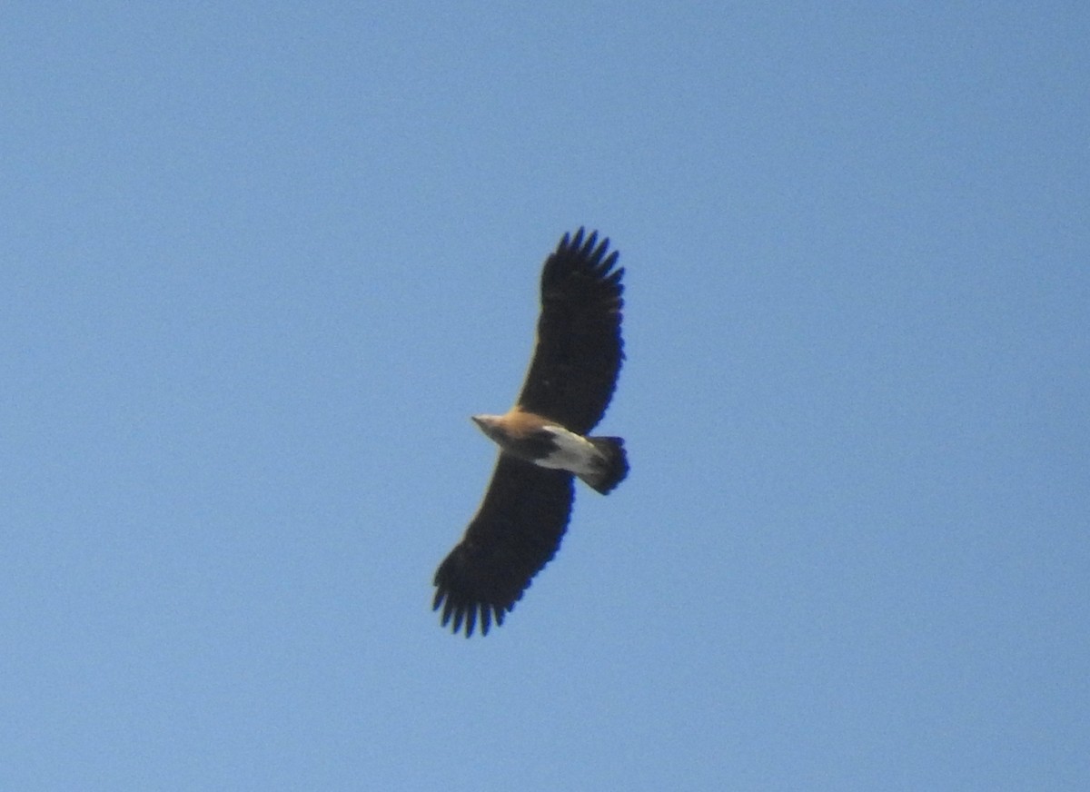 Gray-headed Fish-Eagle - ML414472351