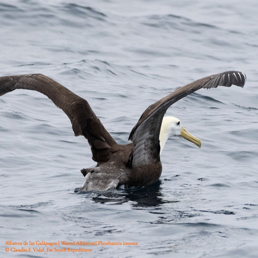 Waved Albatross - ML414473071