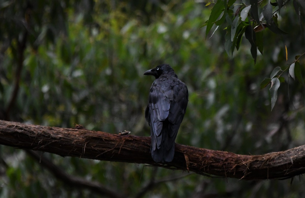 Forest Raven - ML414473201