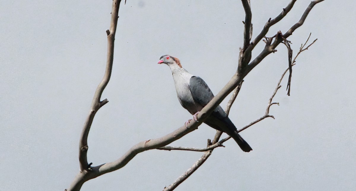 Topknot Pigeon - ML414473411