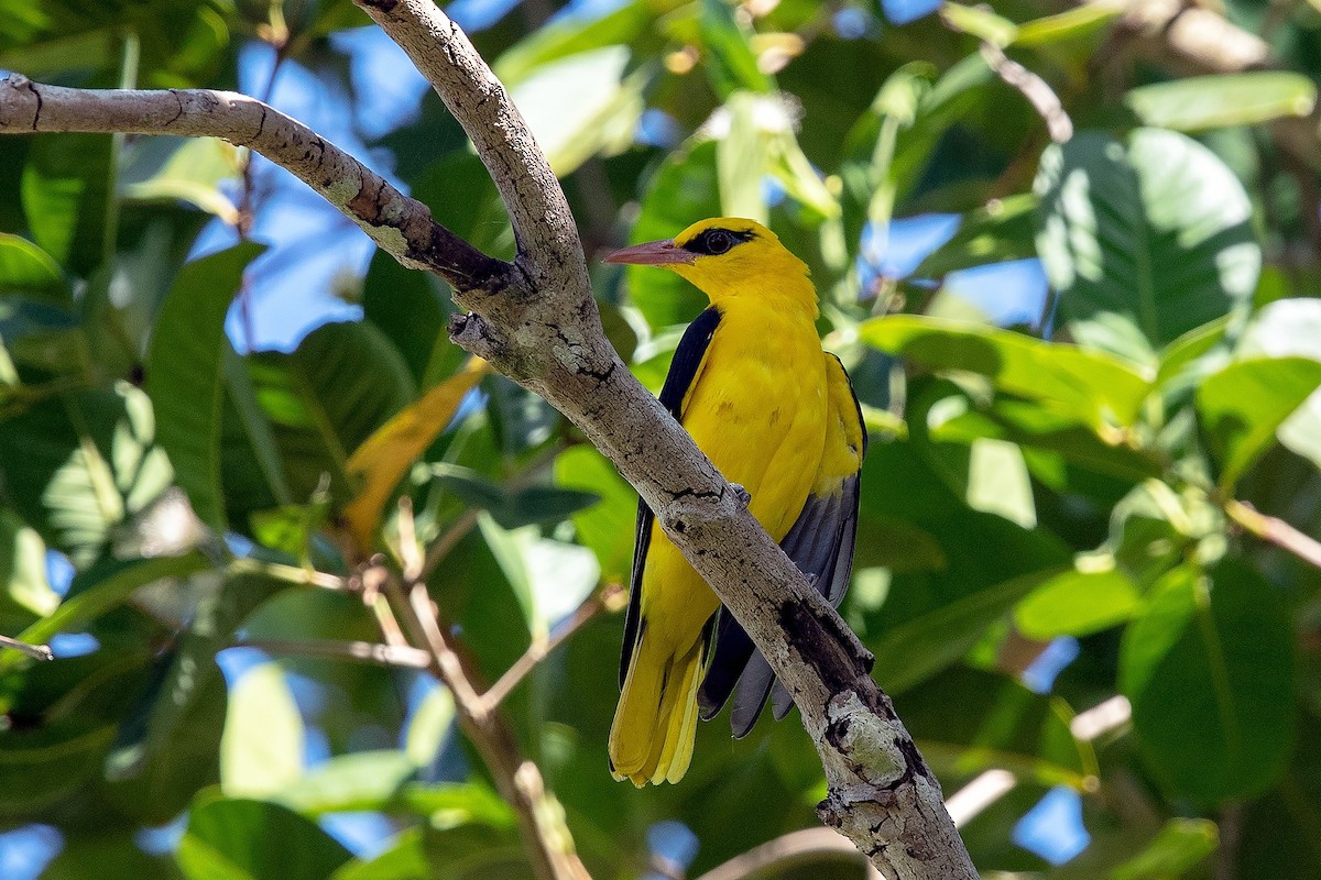 Indian Golden Oriole - ML414473951