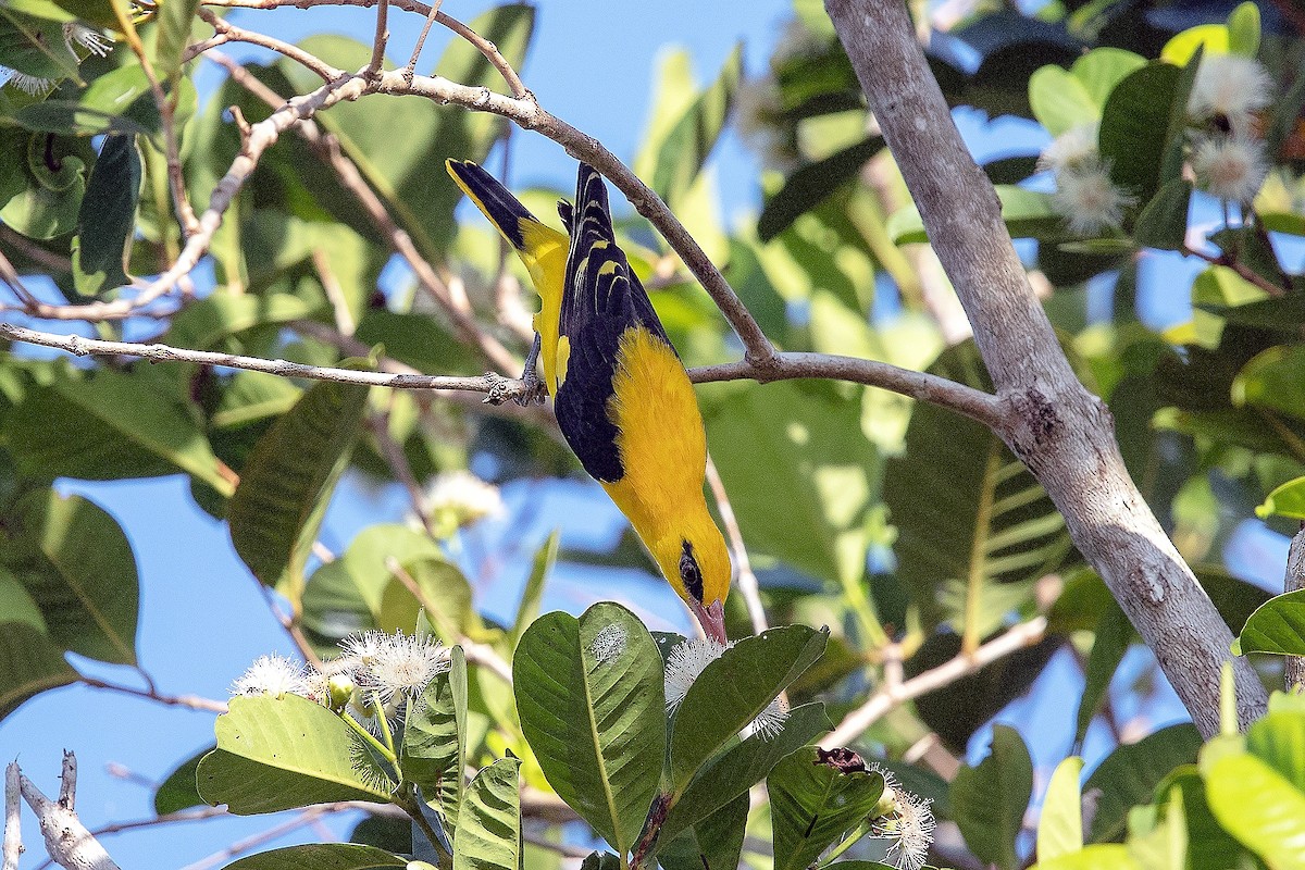 Indian Golden Oriole - ML414473971