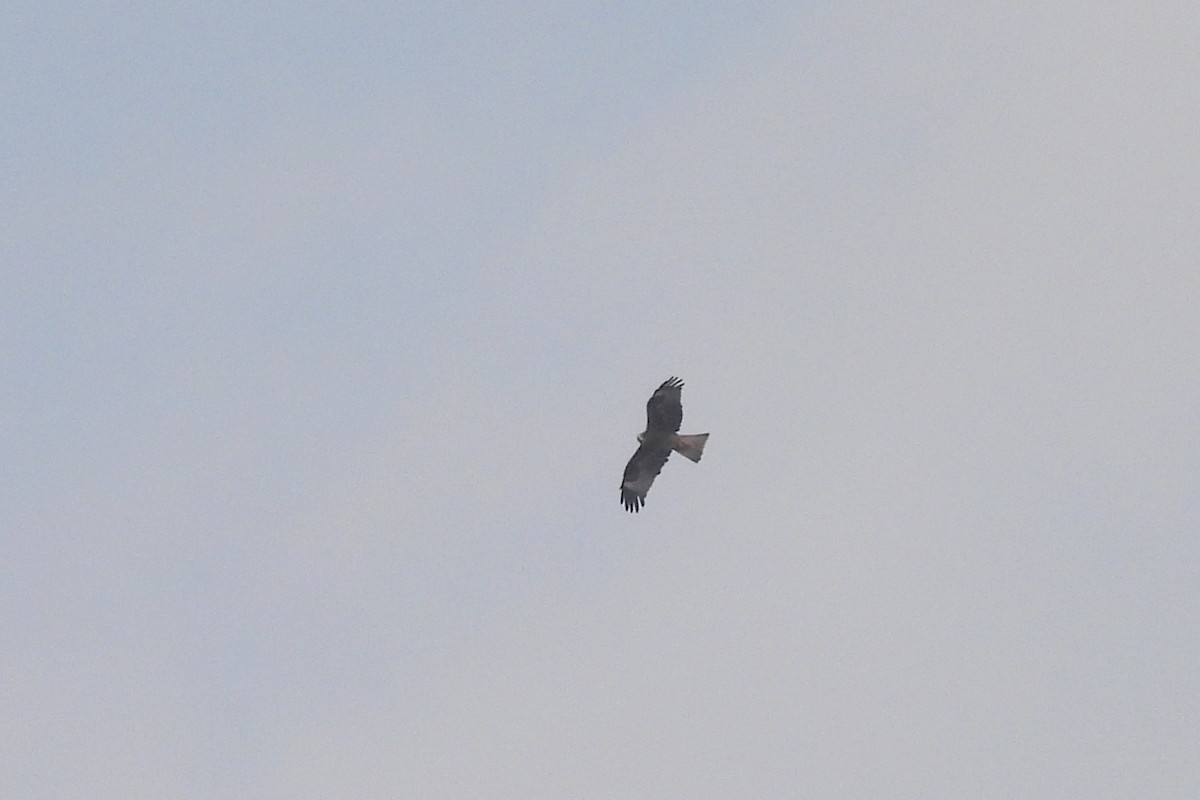 Black Kite (Black) - Shahrzad Fattahi