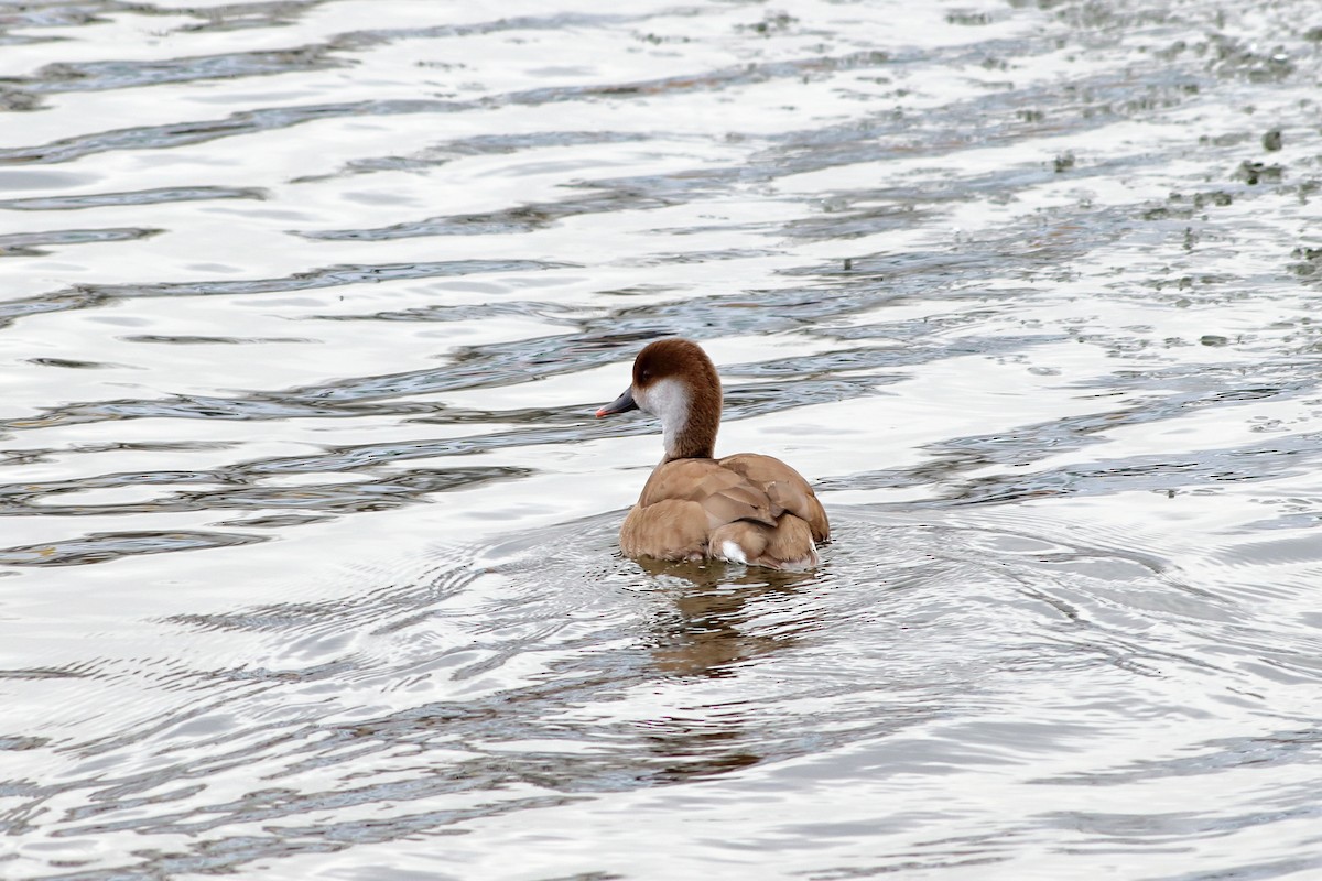 Red-crested Pochard - ML414474671