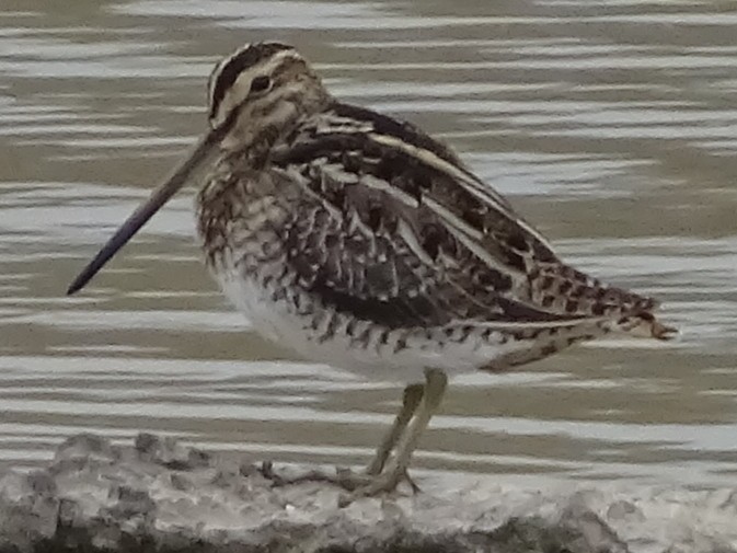 Common Snipe - ML414475851