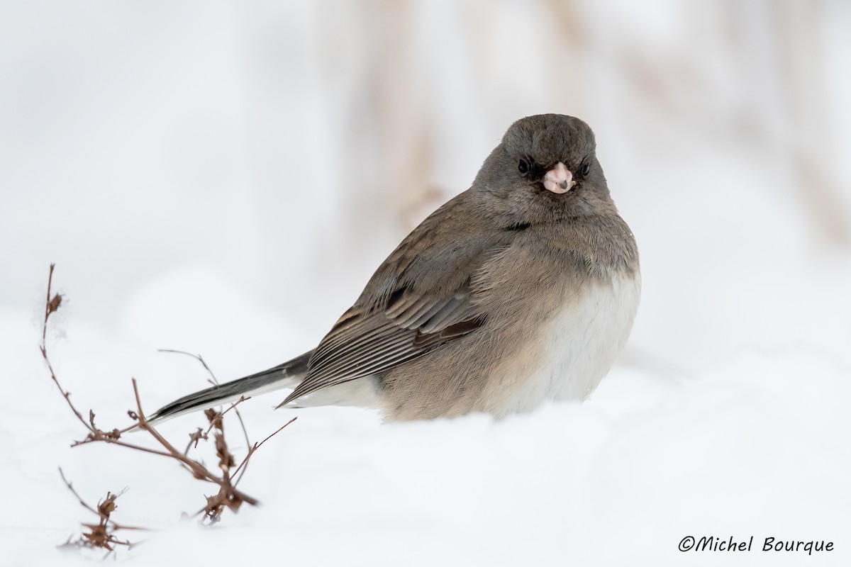 Dark-eyed Junco - Michel Bourque