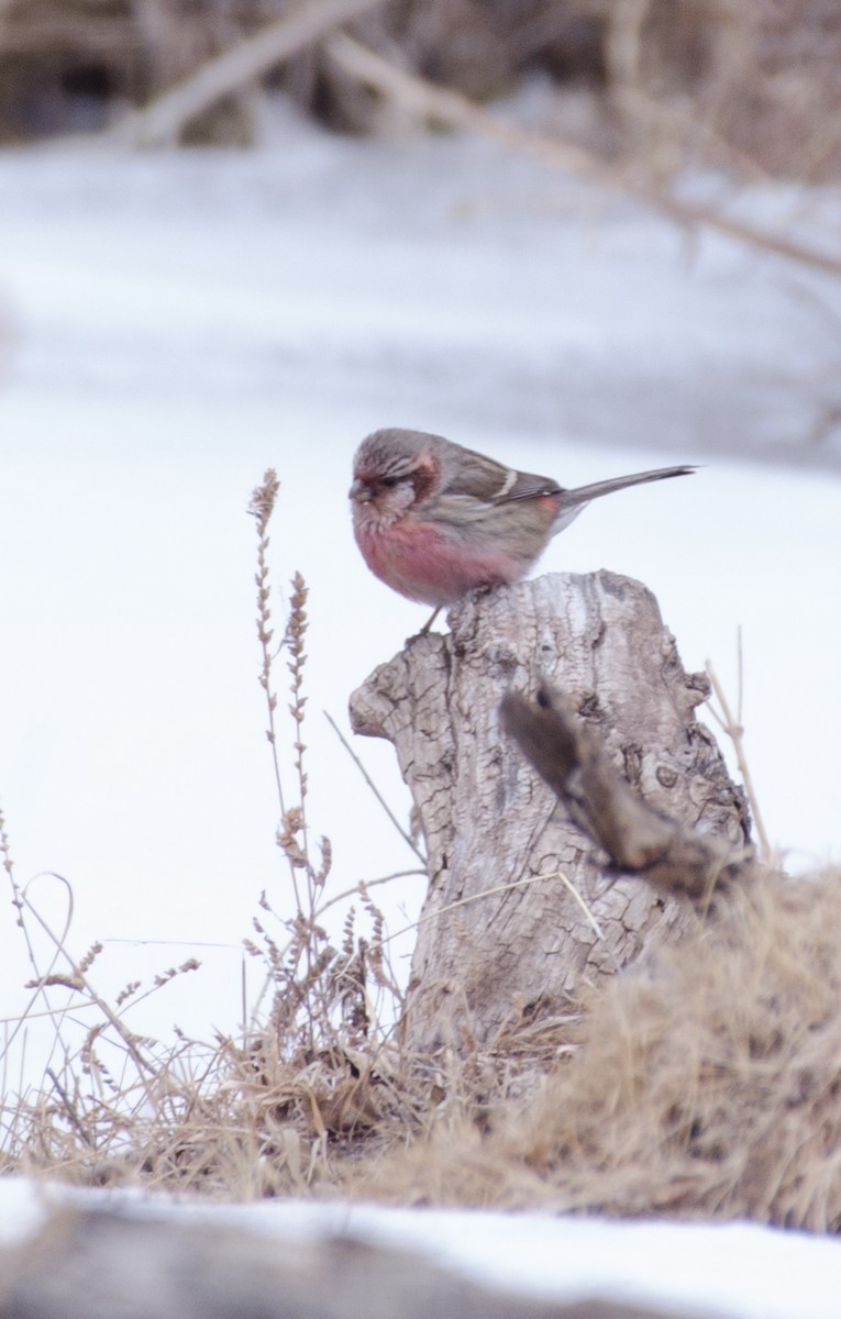 Long-tailed Rosefinch - ML414477631