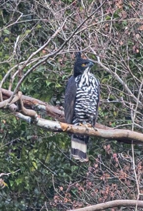 Blyth's Hawk-Eagle - ML414478041