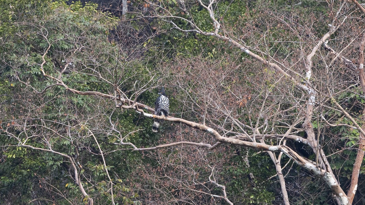 Blyth's Hawk-Eagle - ML414478071