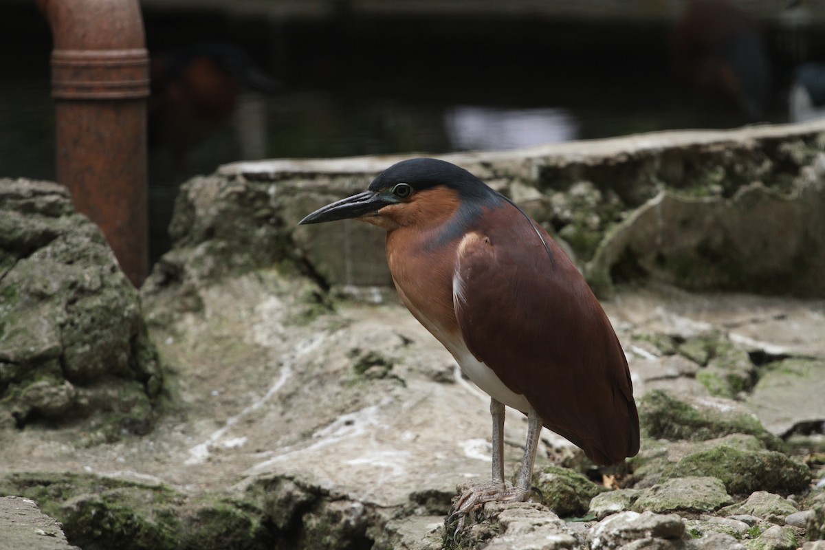 Nankeen Night Heron - ML414478271