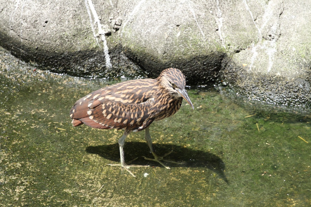 Nankeen Night Heron - ML414478291