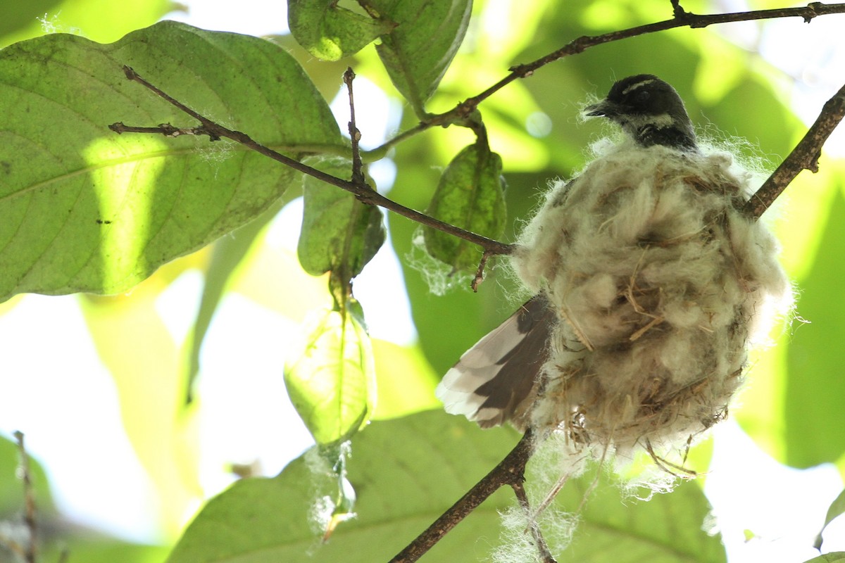 Philippine Pied-Fantail - ML414478471