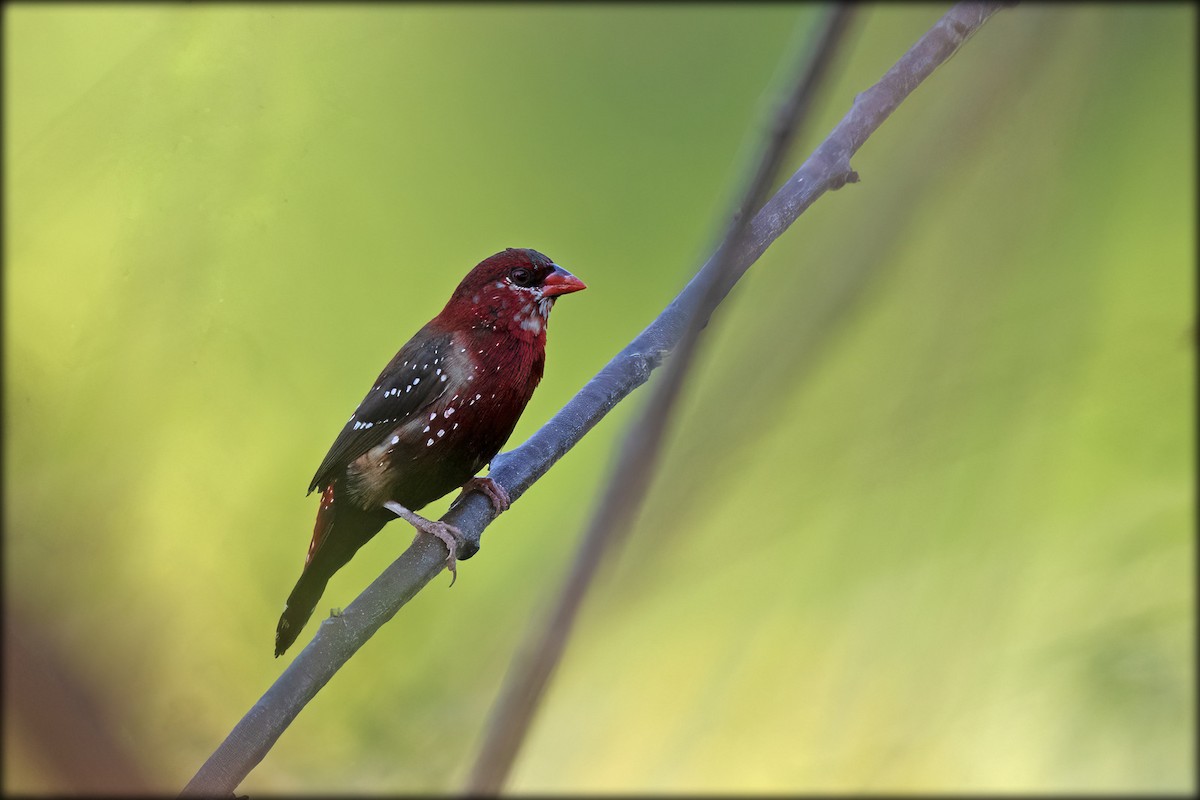 Red Avadavat - Anonymous