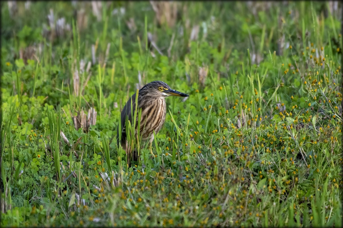 Indian Pond-Heron - Anonymous