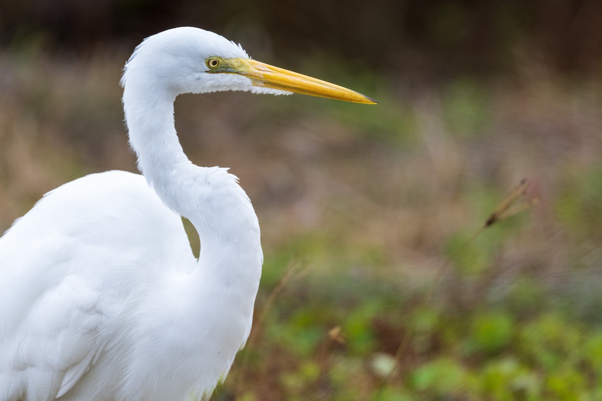 Great Egret - Ron Buening