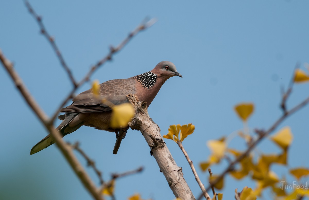 珠頸斑鳩 - ML41448051