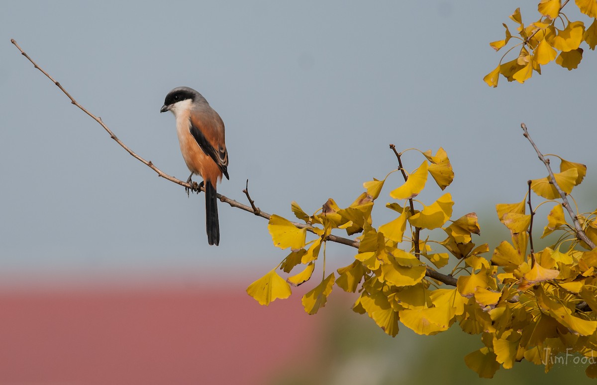 Long-tailed Shrike - ML41448061