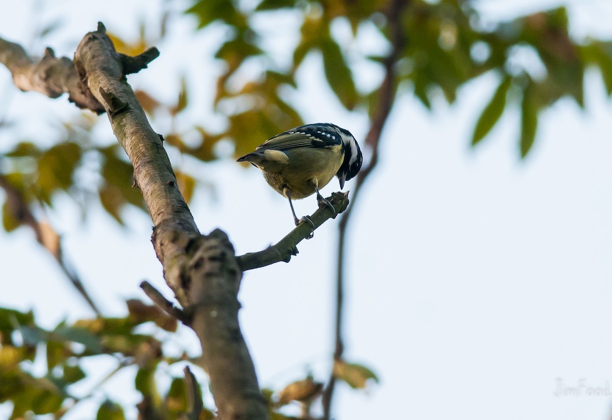 Yellow-bellied Tit - ML41448131