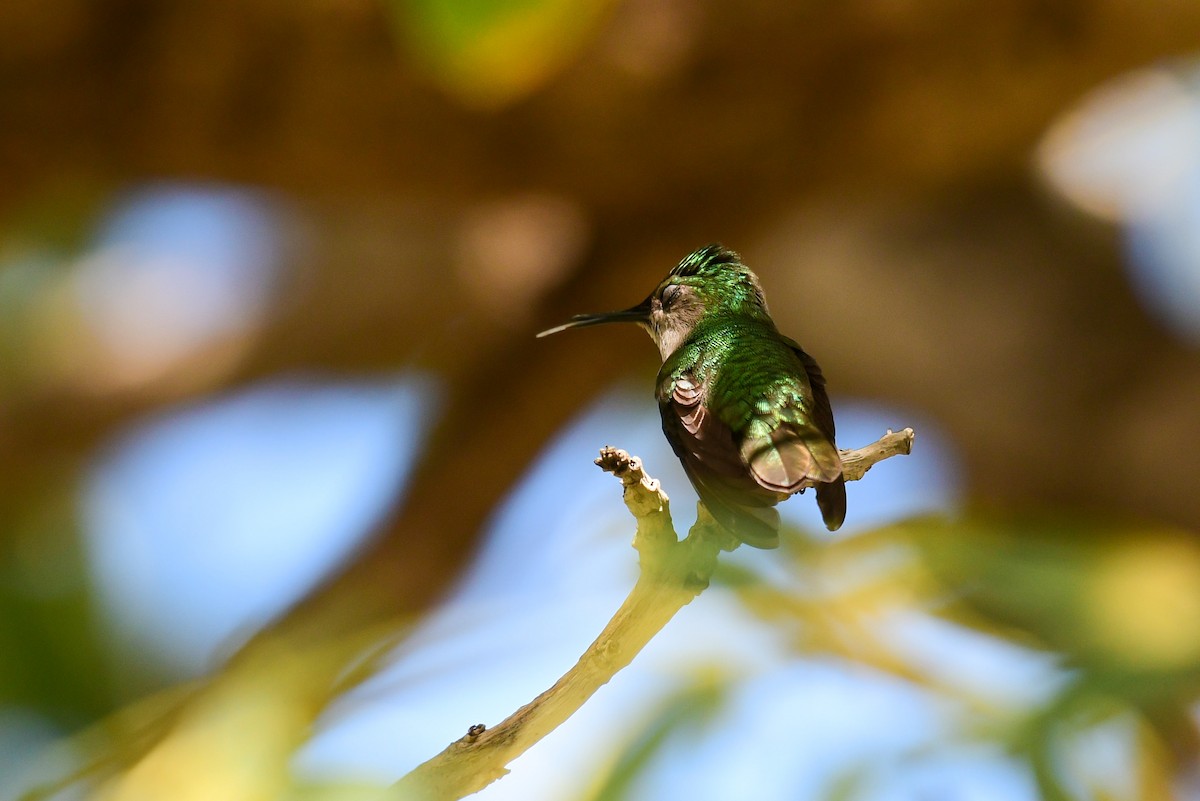 Antillean Crested Hummingbird - Raphaël Nussbaumer