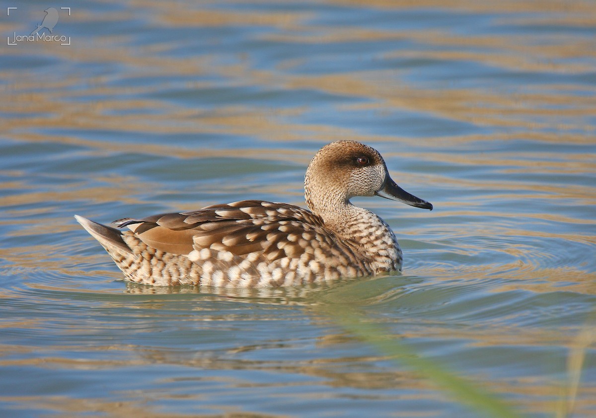 Marbled Duck - ML414482391