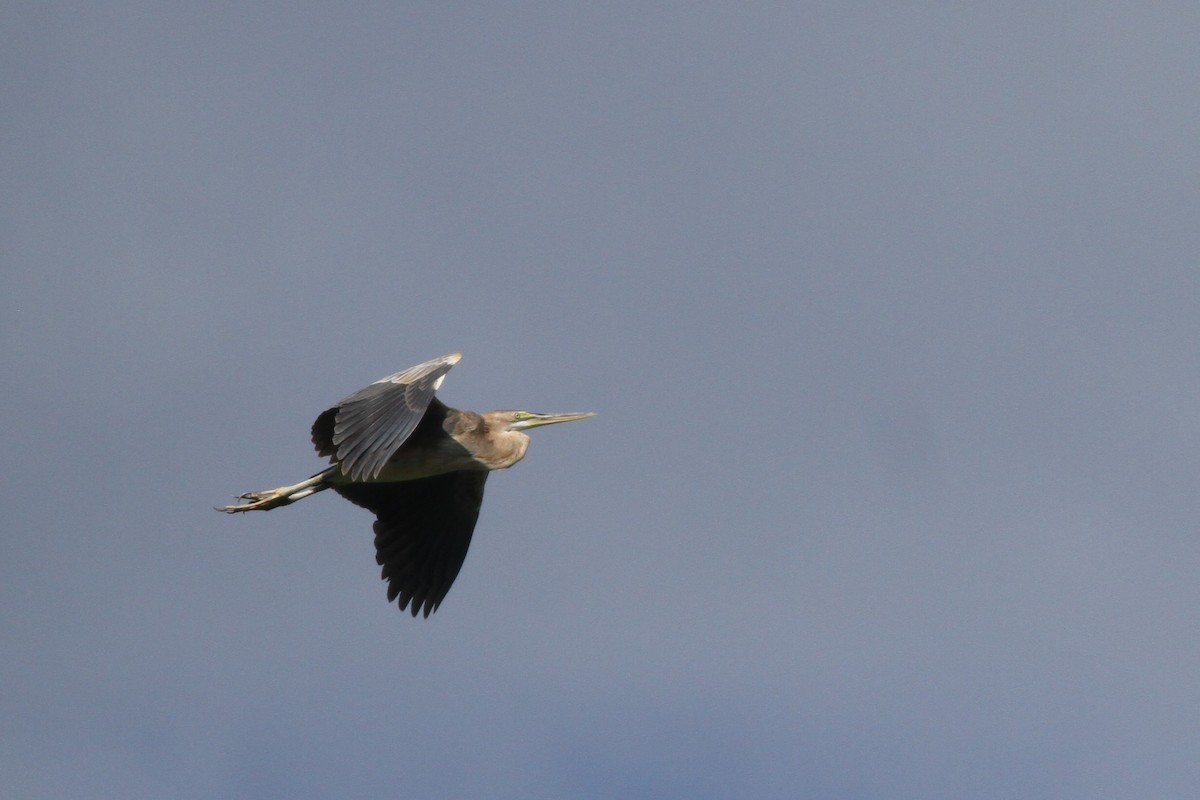 Purple Heron - ML414482751