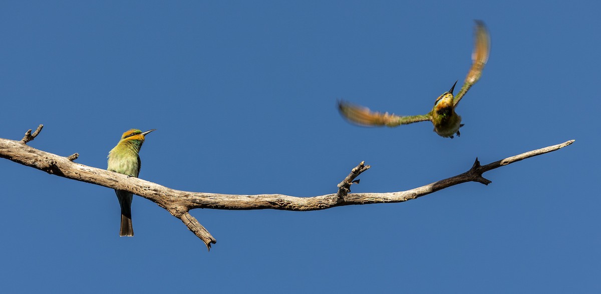 Rainbow Bee-eater - ML414482921