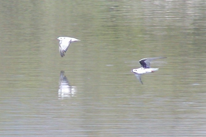 White-winged Tern - ML414483391