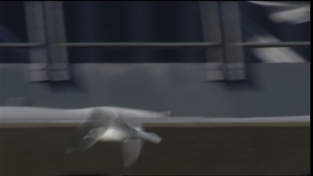 Полярная чайка (thayeri) - ML414485
