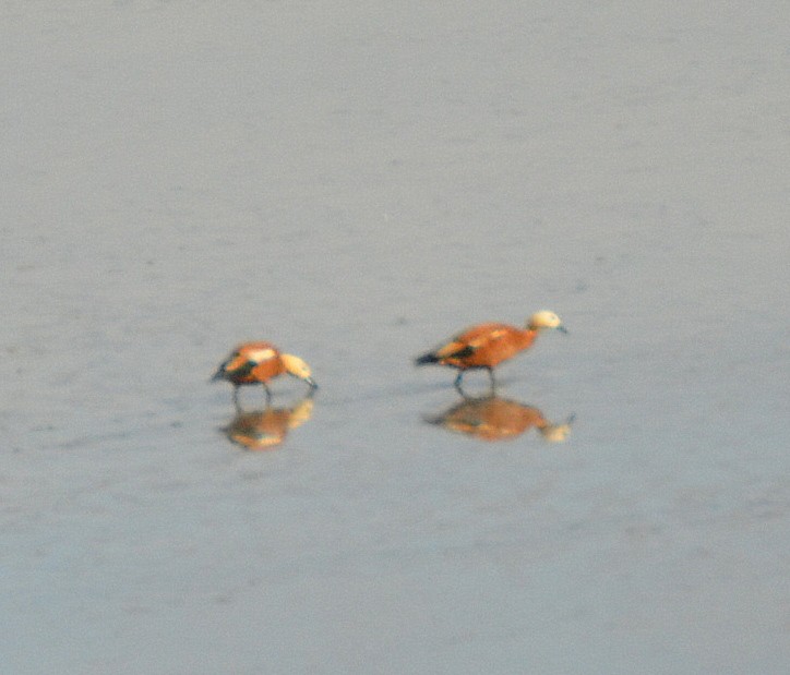 Ruddy Shelduck - ML41448501