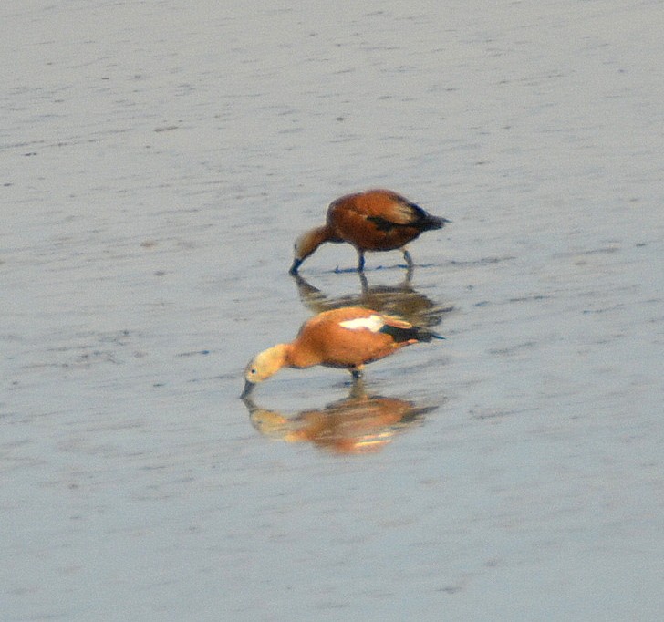 Ruddy Shelduck - ML41448511