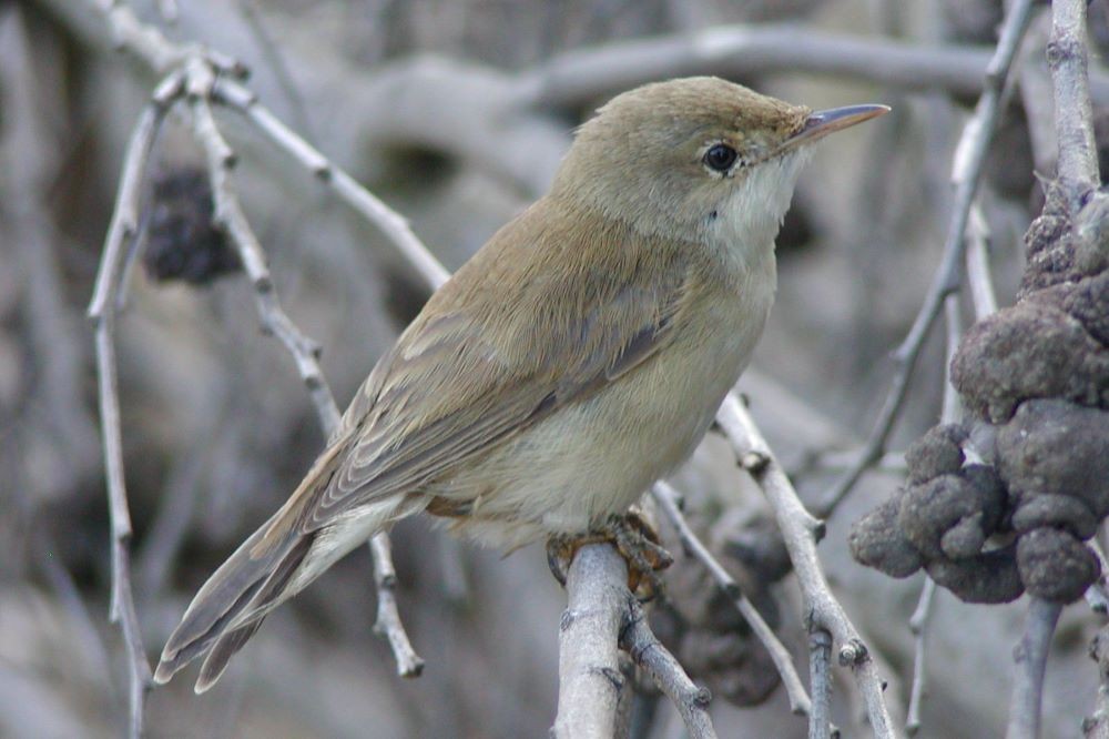 Common Reed Warbler (African) - ML414485251