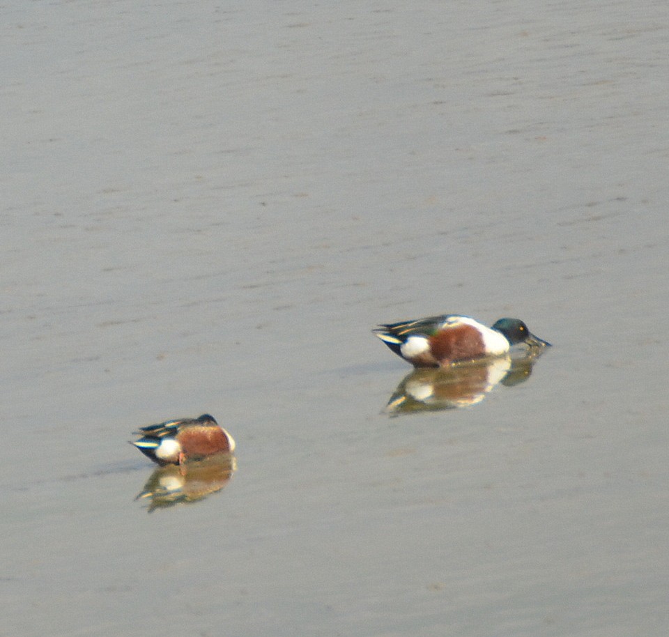 Northern Shoveler - Jerome Schwartz