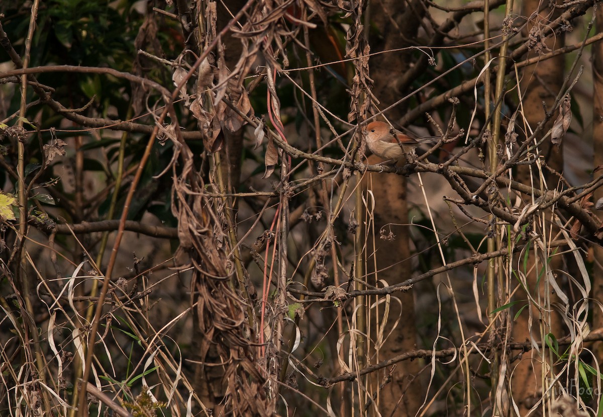 Vinous-throated Parrotbill - ML41448621