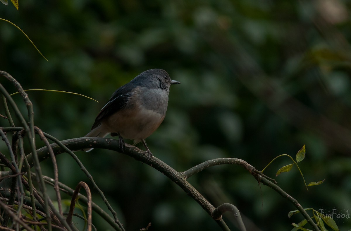 Oriental Magpie-Robin - ML41448661