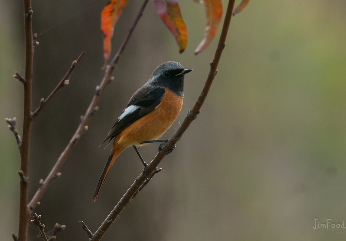 Daurian Redstart - ML41448691