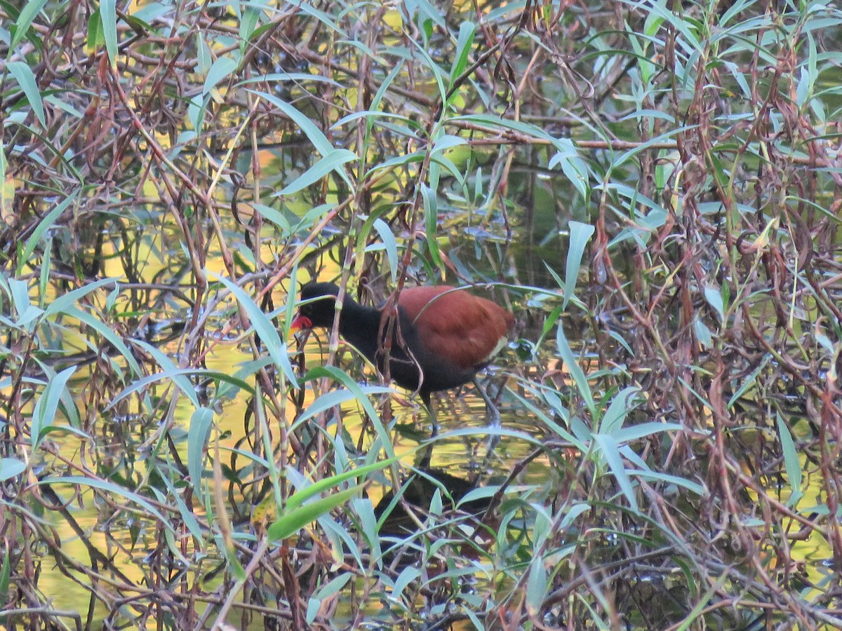 Wattled Jacana - ML414487051