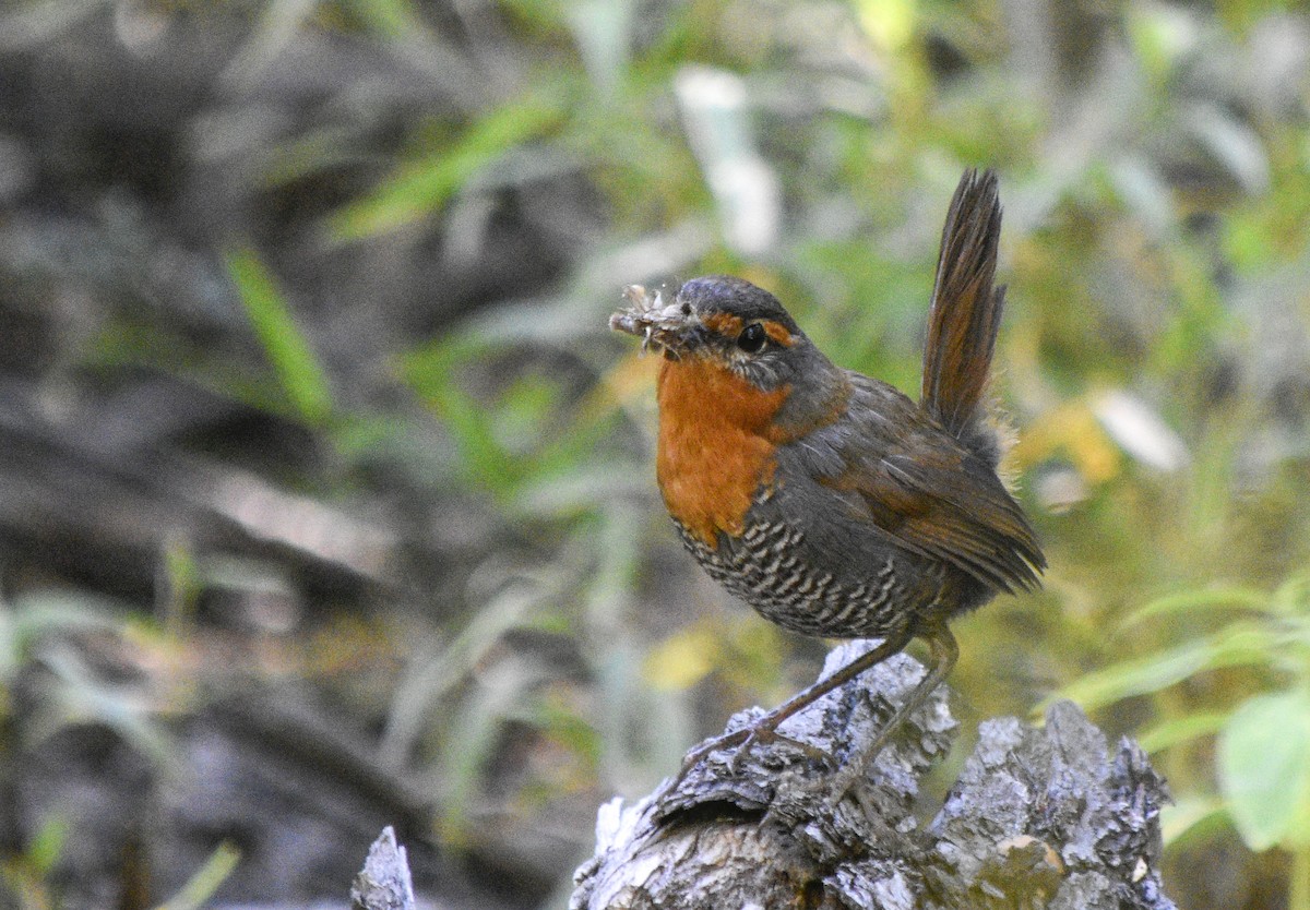 Rotkehltapaculo - ML414487231