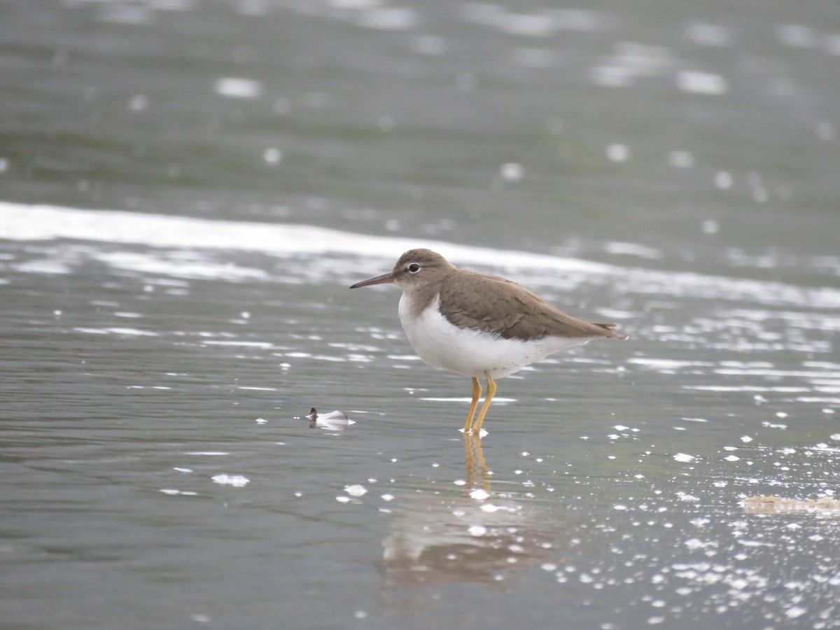 Spotted Sandpiper - Juan Zambrano