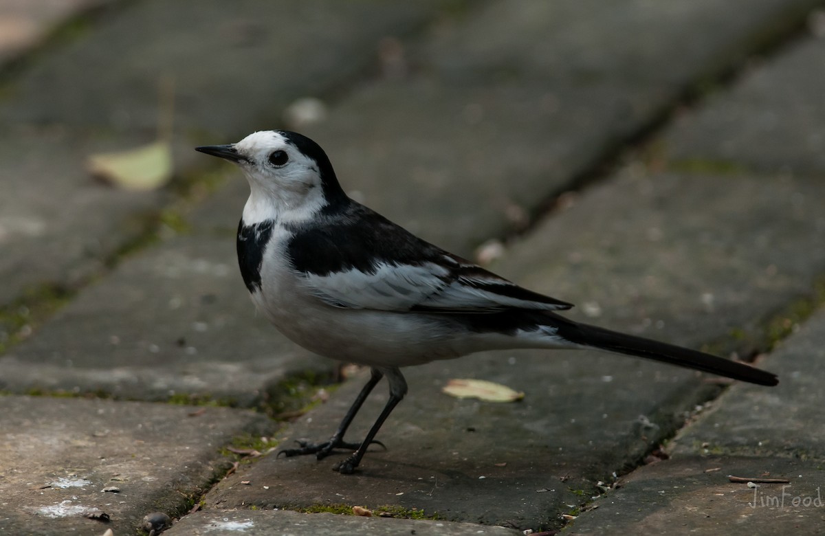 White Wagtail - ML41448771