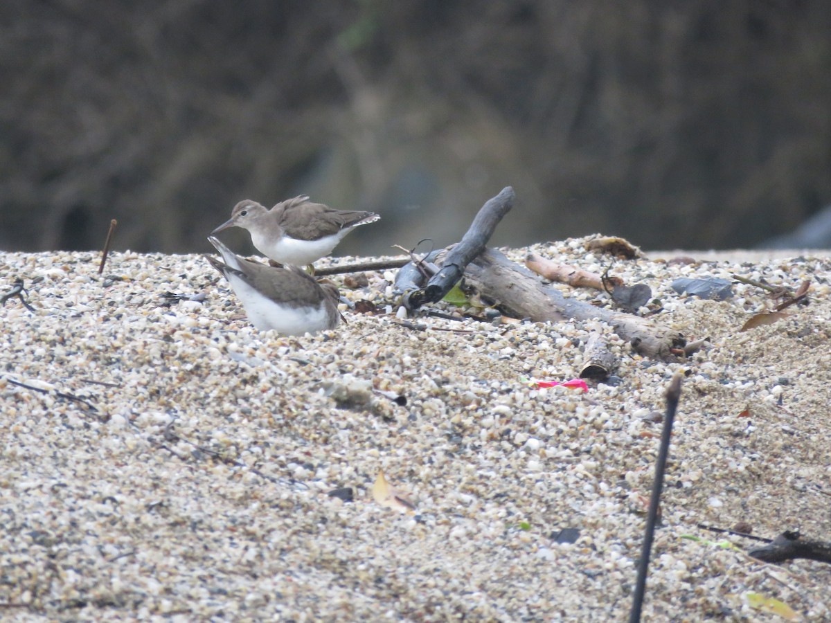 Spotted Sandpiper - Julián Rodríguez